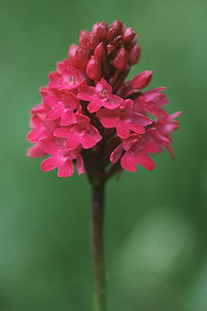 Anacamptis pyramidalis var. tanayensis \ Alpen-Pyramidenorchis / Alpine Pyramidal Orchid, CH  Lac de Tanay 24.6.2000 