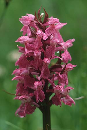 Dactylorhiza cruenta \ Blutrote Fingerwurz, Blutrotes Knabenkraut / Flecked Marsh Orchid, CH  Jaun-Pass 24.6.1984 