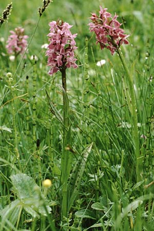 Dactylorhiza cruenta \ Blutrote Fingerwurz, Blutrotes Knabenkraut / Flecked Marsh Orchid, CH  Jaun-Pass 24.6.1984 