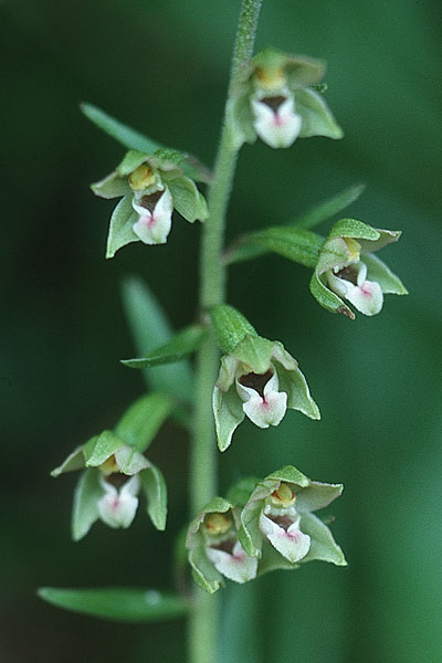 Epipactis bugacensis \ Rhone-Ständelwurz, CH  Genf 29.6.2000 