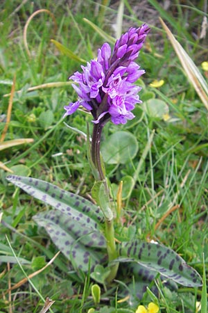 Dactylorhiza fuchsii / Common Spotted Orchid, CH  Gotthard 25.6.2010 
