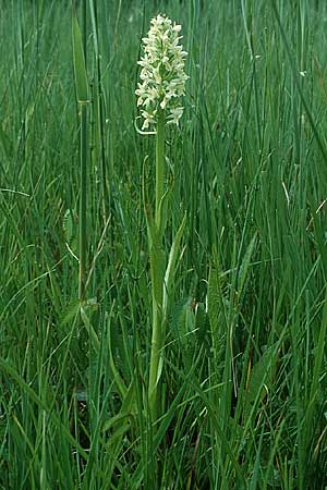 Dactylorhiza ochroleuca \ Strohgelbe Fingerwurz, Strohgelbes Knabenkraut / Fen Marsh Orchid, Liechtenstein,   21.6.1991 