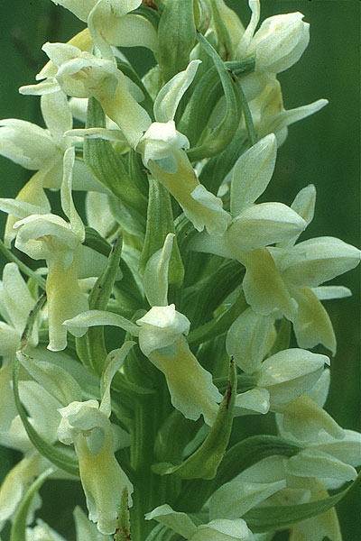 Dactylorhiza ochroleuca \ Strohgelbe Fingerwurz, Strohgelbes Knabenkraut / Fen Marsh Orchid, Liechtenstein,   21.6.1991 