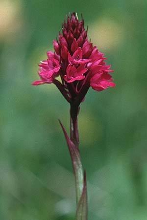 Anacamptis pyramidalis var. tanayensis \ Alpen-Pyramidenorchis / Alpine Pyramidal Orchid, CH  Lac de Tanay 24.6.2000 