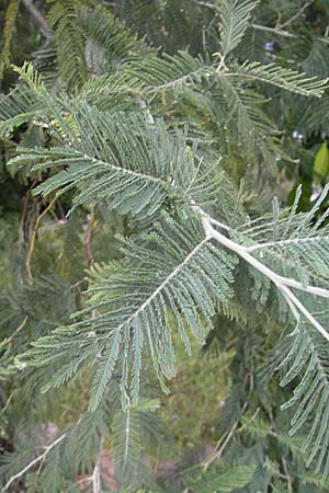 Acacia mearnsii \ Schwarze Akazie / Black Wattle, Korsika/Corsica Porto Vecchio 2.6.2010