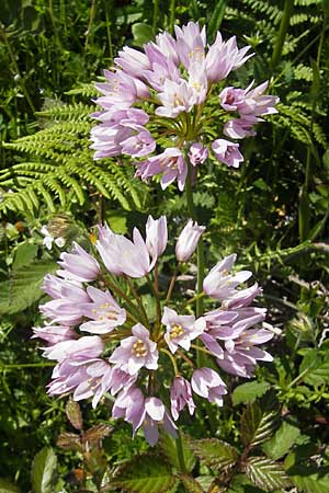 Allium roseum \ Rosen-Lauch / Rosy Garlic, Korsika/Corsica Col de Teghime 23.5.2010
