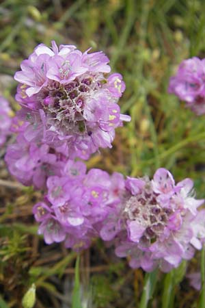 Armeria multiceps \ Vielkpfige Grasnelke / Many-Headed Thrift, Korsika/Corsica Col de Bavella 2.6.2010