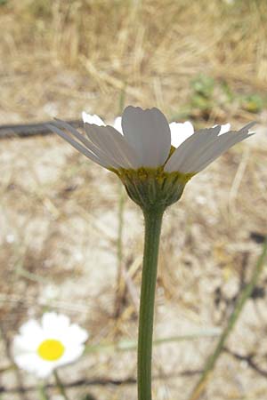 Anthemis maritima \ Strand-Hundskamille / Seaside Chamomile, Korsika/Corsica Porto Vecchio 3.6.2010