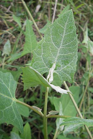 Atriplex prostrata / Spear-Leaved Orache, Corsica Tizzano 31.5.2010