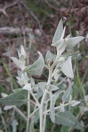 Atriplex prostrata \ Spie-Melde, Spieblttrige Melde, Korsika Tizzano 31.5.2010