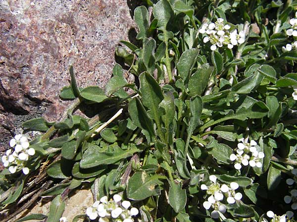 Arabis collina \ Hgel-Gnsekresse / Rosy Cress, Korsika/Corsica Monte Cinto 25.5.2010