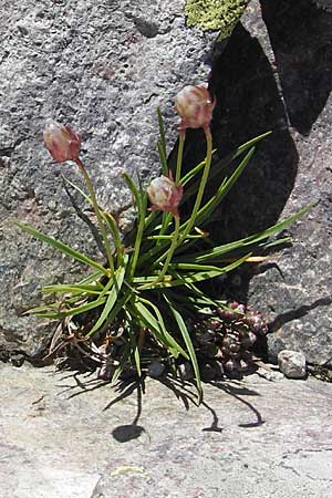 Armeria leucocephala \ Weie Grasnelke / Corsica Thrift, Korsika/Corsica Monte Cinto 25.5.2010