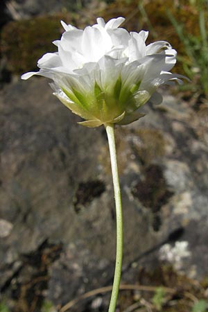 Armeria leucocephala \ Weie Grasnelke / Corsica Thrift, Korsika/Corsica Scala di Santa Regina 27.5.2010