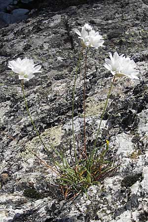 Armeria leucocephala \ Weie Grasnelke / Corsica Thrift, Korsika/Corsica Scala di Santa Regina 27.5.2010