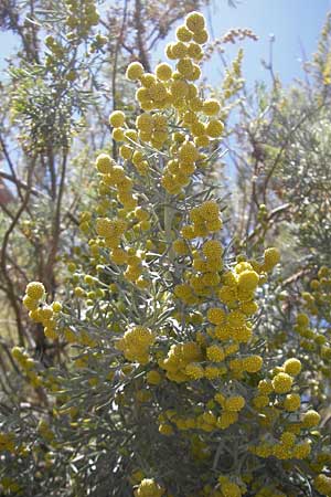 Artemisia arborescens \ Strauch-Beifu, Korsika Bonifacio 1.6.2010