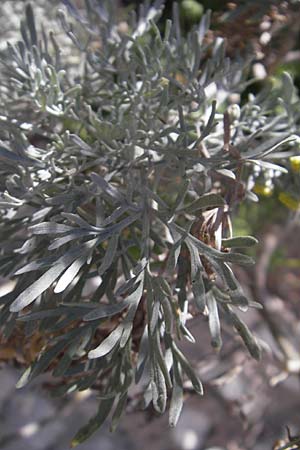 Artemisia arborescens \ Strauch-Beifu, Korsika Bonifacio 1.6.2010