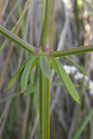 Galium palustre agg. \ Sumpf-Labkraut / Common Marsh Bedstraw, Korsika/Corsica Etang de Biguglia 3.6.2010