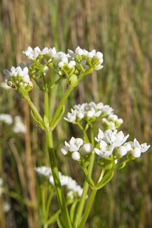 Galium palustre agg. / Common Marsh Bedstraw, Corsica Etang de Biguglia 3.6.2010