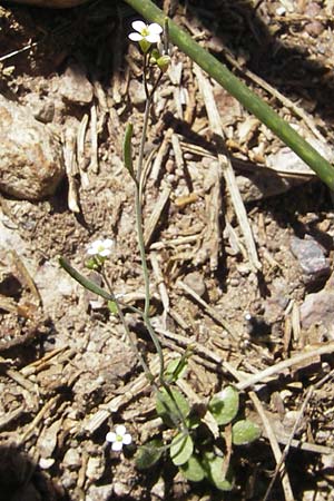 Arabidopsis thaliana \ Acker-Schmalwand / Thale Cress, Korsika/Corsica Monte Cinto 25.5.2010