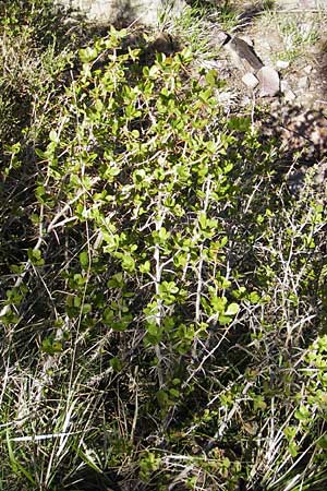 Berberis vulgaris subsp. aetnensis \ tna-Berberitze, Korsika Monte Cinto 25.5.2010