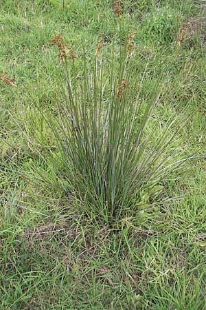 Juncus acutus \ Stechende Binse / Spiny Rush, Korsika/Corsica Tizzano 31.5.2010