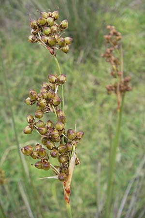 Juncus acutus \ Stechende Binse, Korsika Tizzano 31.5.2010