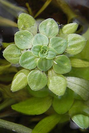 Callitriche spec2 ? / Water Starwort, Corsica Porto Vecchio 3.6.2010