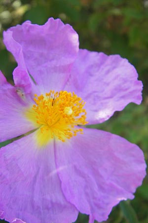 Cistus incanus subsp. corsicus \ Korsische Zistrose / Corsican Cistus, Korsika/Corsica L'Ile-Rousse 24.5.2010