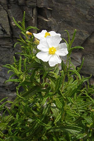 Cistus monspeliensis \ Montpellier-Zistrose / Montpellier Cistus, Korsika/Corsica Porto 28.5.2010