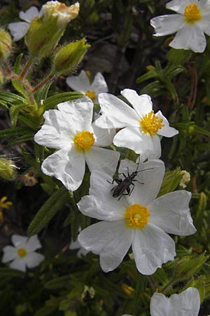 Cistus monspeliensis \ Montpellier-Zistrose / Montpellier Cistus, Korsika/Corsica Porto 28.5.2010