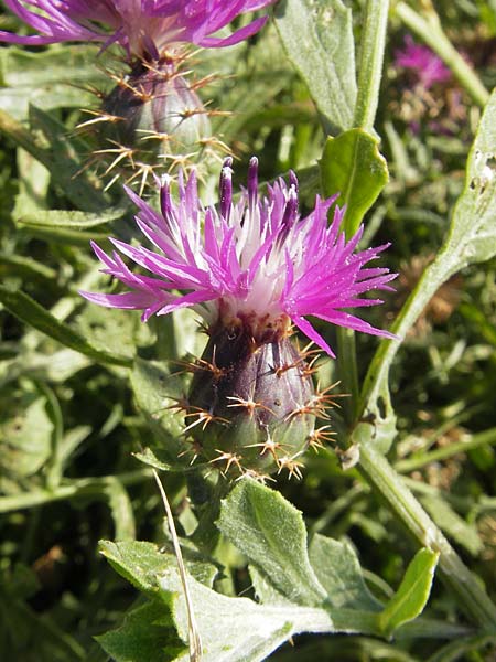 Centaurea sphaerocephala / Round-Headed Knapweed, Corsica Etang de Biguglia 3.6.2010