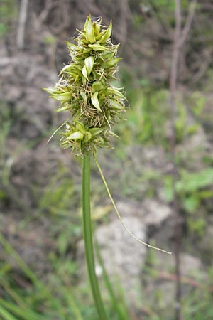 Carex otrubae \ Hain-Segge, Falsche Fuchs-Segge / False Fox Sedge, Korsika/Corsica Tizzano 31.5.2010