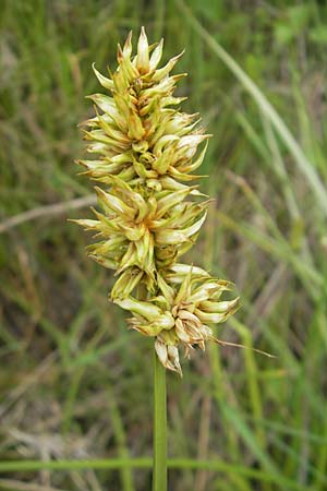 Carex otrubae \ Hain-Segge, Falsche Fuchs-Segge / False Fox Sedge, Korsika/Corsica Tizzano 31.5.2010