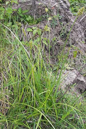 Carex otrubae \ Hain-Segge, Falsche Fuchs-Segge / False Fox Sedge, Korsika/Corsica Tizzano 31.5.2010