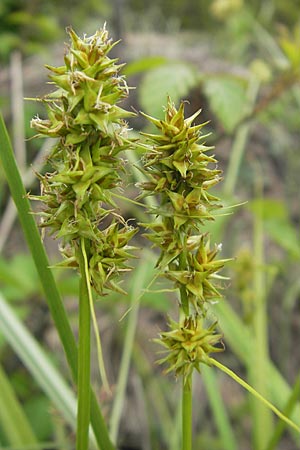 Carex otrubae \ Hain-Segge, Falsche Fuchs-Segge, Korsika Tizzano 31.5.2010