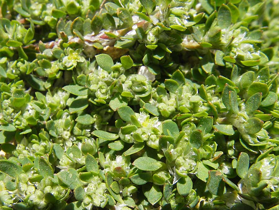 Paronychia polygonifolia \ Knterich-Nagelkraut / Knotgrass-Leaved Nailwort, Korsika/Corsica Restonica 26.5.2010