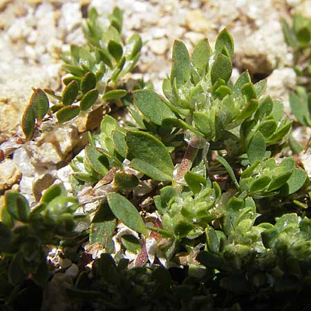 Paronychia polygonifolia \ Knterich-Nagelkraut / Knotgrass-Leaved Nailwort, Korsika/Corsica Restonica 26.5.2010