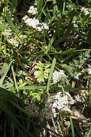 Ligusticum corsicum \ Korsische Mutterwurz, Korsika Restonica 26.5.2010