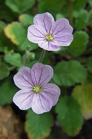 Erodium corsicum \ Korsischer Reiherschnabel / Corsican Stork's-Bill, Korsika/Corsica Porto Marina 29.5.2010