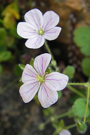 Erodium corsicum \ Korsischer Reiherschnabel / Corsican Stork's-Bill, Korsika/Corsica Porto Marina 29.5.2010