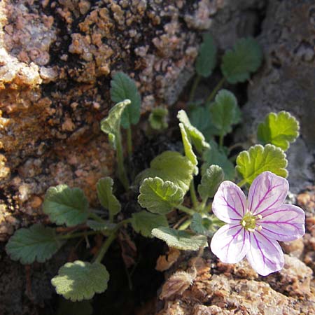 Erodium corsicum \ Korsischer Reiherschnabel / Corsican Stork's-Bill, Korsika/Corsica Porto Marina 29.5.2010