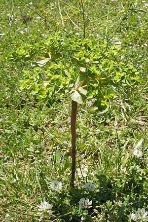 Euphorbia helioscopia \ Sonnwend-Wolfsmilch, Sonnen-Wolfsmilch / Sun Spurge, Korsika/Corsica Asco 25.5.2010