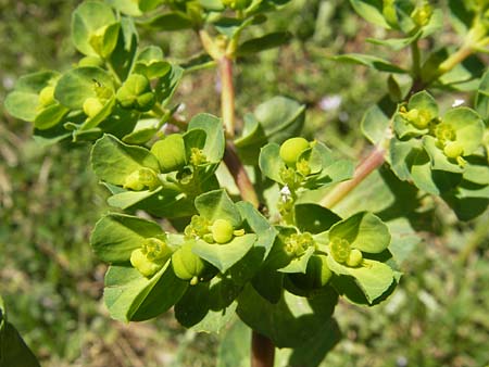 Euphorbia helioscopia \ Sonnwend-Wolfsmilch, Sonnen-Wolfsmilch / Sun Spurge, Korsika/Corsica Asco 25.5.2010