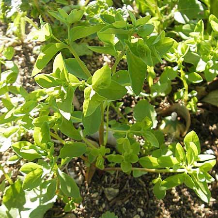 Euphorbia peplus / Petty Spurge, Corsica Aregno 23.5.2010