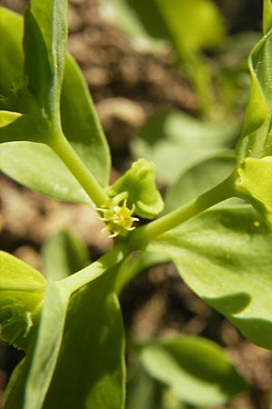 Euphorbia peplus \ Garten-Wolfsmilch / Petty Spurge, Korsika/Corsica Aregno 23.5.2010