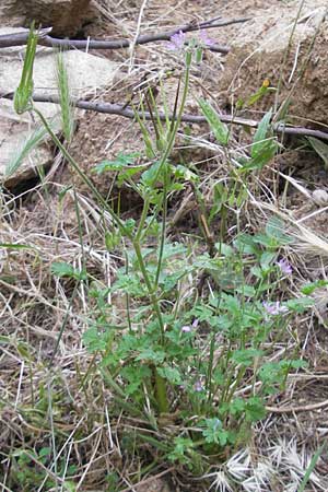 Erodium moschatum \ Moschus-Reiherschnabel / Musk Stork's-Bill, Korsika/Corsica Porto 30.5.2010