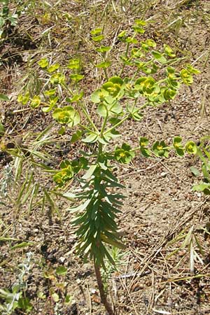 Euphorbia segetalis / Grainfield Spurge, Corsica L'Ile-Rousse 24.5.2010