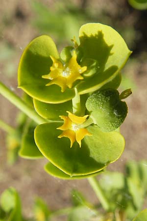 Euphorbia segetalis / Grainfield Spurge, Corsica L'Ile-Rousse 24.5.2010