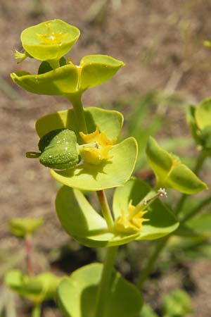 Euphorbia segetalis \ Saat-Wolfsmilch / Grainfield Spurge, Korsika/Corsica L'Ile-Rousse 24.5.2010