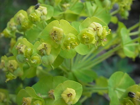 Euphorbia hirsuta \ Behaarte Wolfsmilch / Hairy Spurge, Korsika/Corsica Scala di Santa Regina 27.5.2010